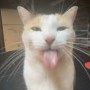 Avatar hamsterma4920