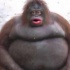 Avatar Jejak_ktorego_niema42069