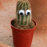 Avatar kaktuskuba