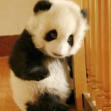 Avatar pani_panda_sweet