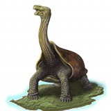 Avatar Cylindraspis