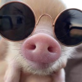 Avatar Piglette