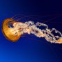 Avatar stepownik
