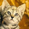 Avatar ula5_