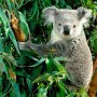 Avatar koala44