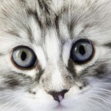 Avatar Misiaczek5353