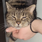 Avatar Kotmarm