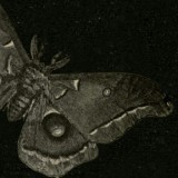 Avatar Dark_Moth