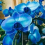 Avatar Orchidea_