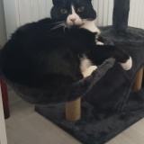 Avatar Whiskers1305
