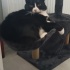 Avatar Whiskers1305