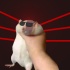 Avatar Ignisus