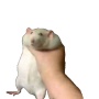 Avatar Ignisus