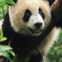Avatar Panda3521