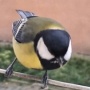 Avatar Anonek_2