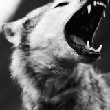 Avatar Skyfall_Coyote