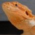 Avatar lizard_bqgin
