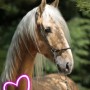 Avatar Carey