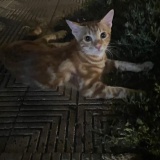 Avatar razemkowy_lewak