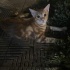 Avatar razemkowy_lewak
