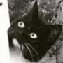 Avatar Kapsidok