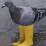 Avatar Towarzysz_Pierog