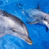 Avatar delfin2