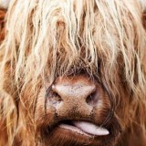 Avatar HighlandCow