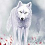 Avatar xXXshewolfXXx