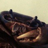 Avatar Krab_
