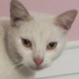 Avatar Zuzuczlowiek1