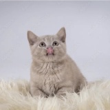 Avatar KittyQueen
