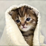 Avatar KittyQueen