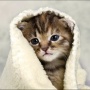 Avatar KittyQueen