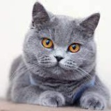 Avatar NanCat03