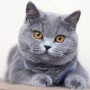 Użytkownik NanCat03