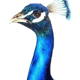 Avatar Syriana76