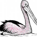 Avatar PelikanNaPustyni