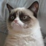 Avatar GrumpyCat