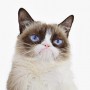 Avatar GrumpyCatt