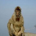 Avatar dominikjanus12