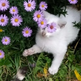 Avatar Foid_NO_1