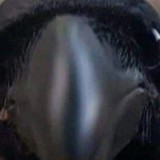 Avatar slodkiplacuszek_12345