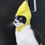 Avatar CandyCat