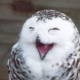 Avatar BlackOwl