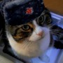 Avatar Rosyjski_Kot