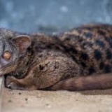 Avatar cyweta