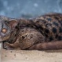 Avatar cyweta