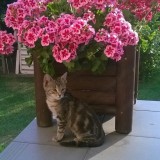 Avatar BuniaTheCat