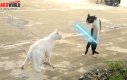 Nie zadzieraj z kotem Jedi